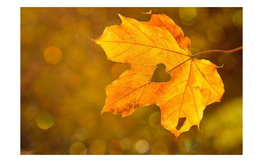 Herramientas imprescindibles para el otoño